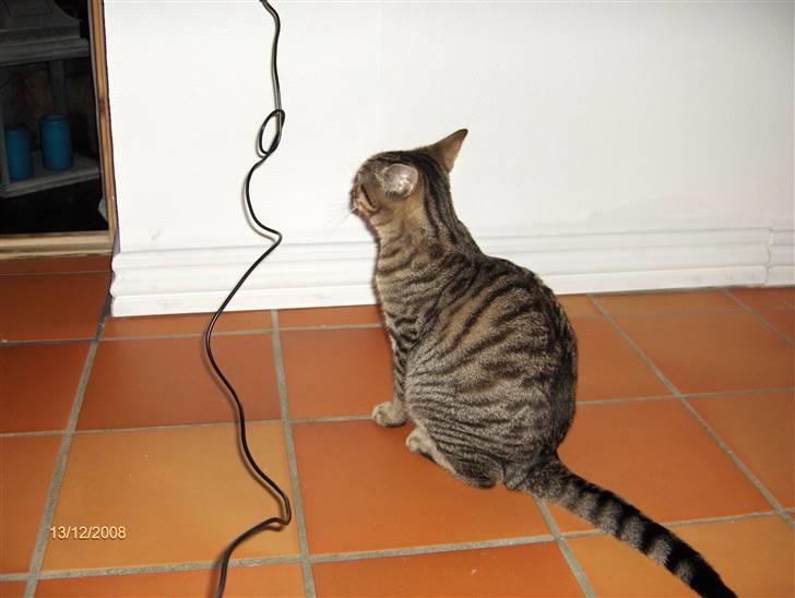 Blanding af racer Alvin billede 4