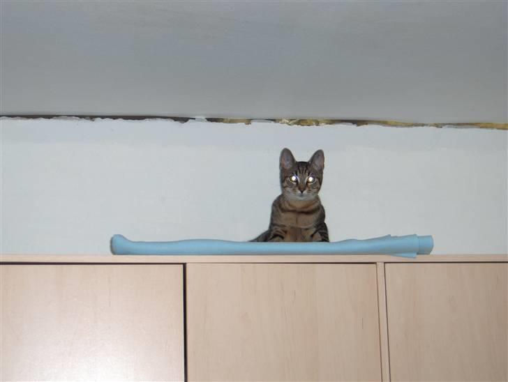 Blanding af racer Alvin billede 5