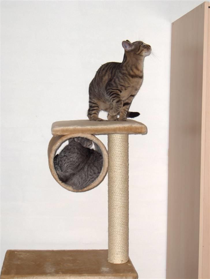 Blanding af racer Alvin billede 6