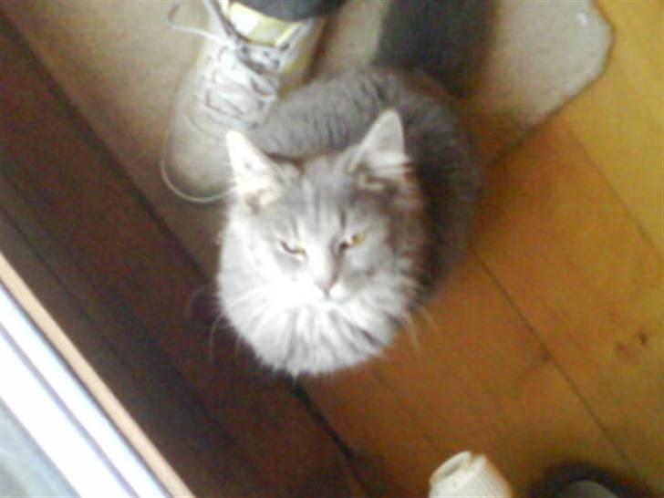 Blanding af racer Pjuske( R.I.P ) - Stod du lige og kiggede der:) billede 1