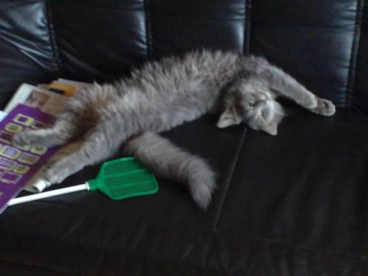 Blanding af racer Pjuske( R.I.P ) - Jeg er så doven jeg gider ikke ligge normal billede 3