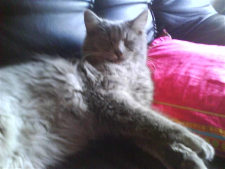 Blanding af racer Pjuske( R.I.P ) - jeg tror jeg tager mig en lille lur:=) billede 5