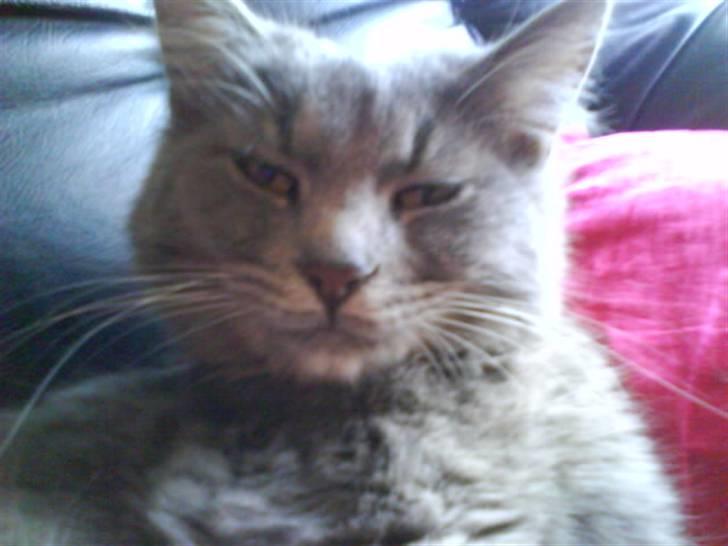 Blanding af racer Pjuske( R.I.P ) - hmmm jeg rævesøvner kun nu:) billede 6