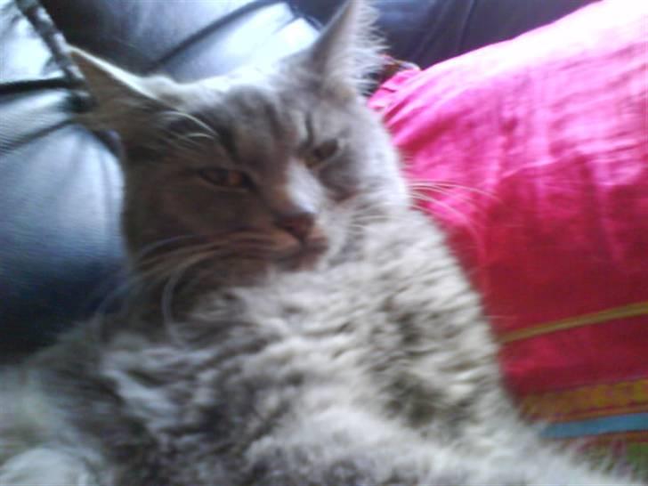 Blanding af racer Pjuske( R.I.P ) - puha hvor er jeg bare træt billede 7