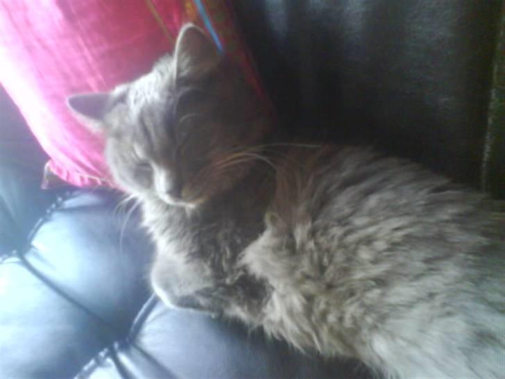 Blanding af racer Pjuske( R.I.P ) - hihi jeg ligger godt billede 8