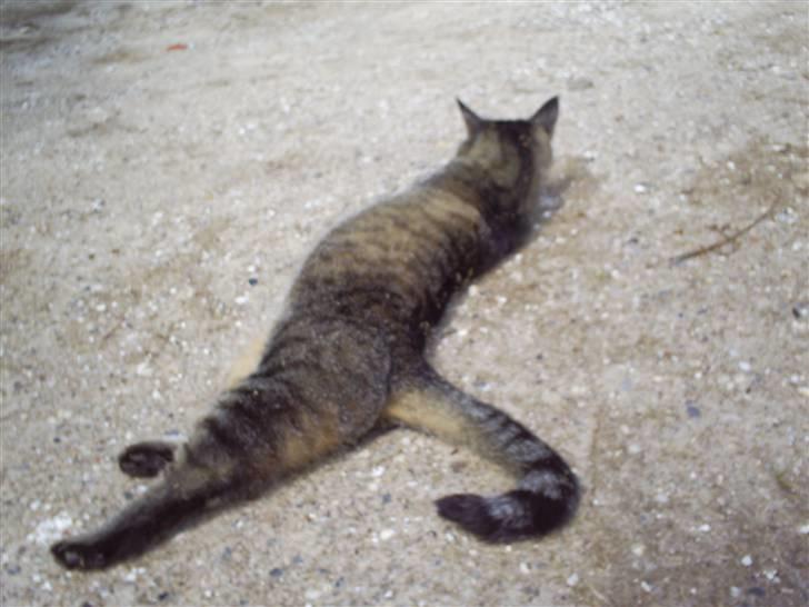 Huskat Marci billede 16