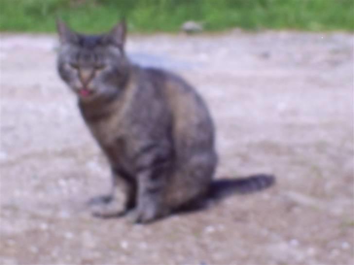 Huskat Marci billede 17