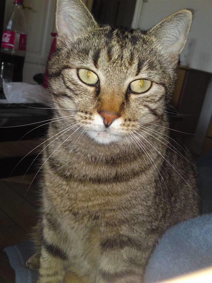 Huskat Frede R.I.P billede 1