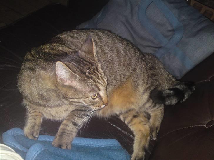 Huskat Frede R.I.P billede 2