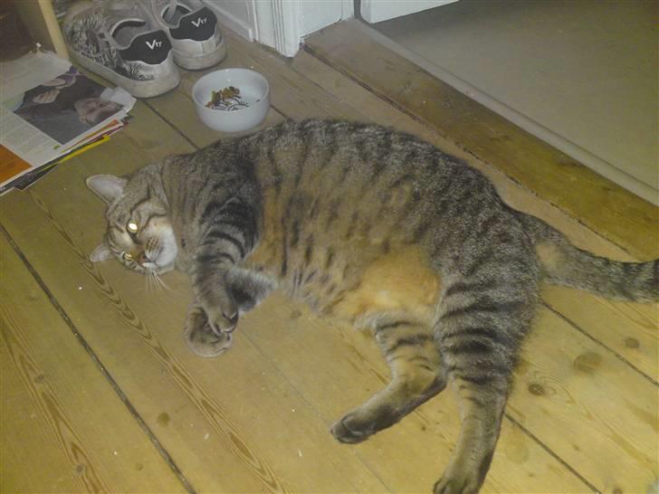 Huskat Frede R.I.P billede 3