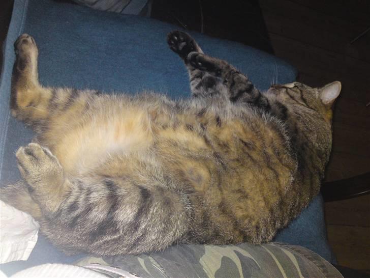 Huskat Frede R.I.P billede 5