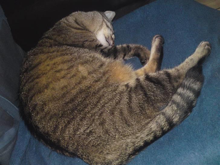 Huskat Frede R.I.P billede 6