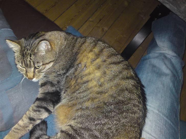 Huskat Frede R.I.P billede 7