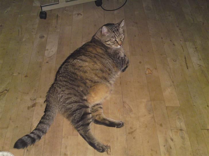 Huskat Frede R.I.P billede 10