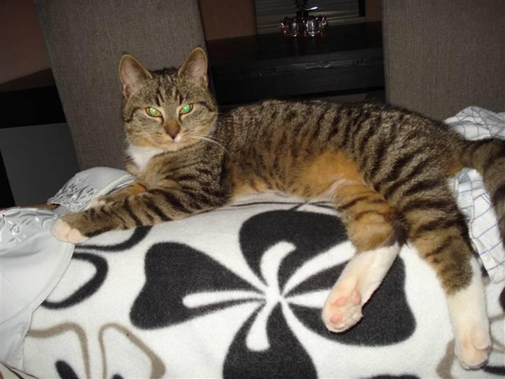 Huskat Misty - Misty billede 1