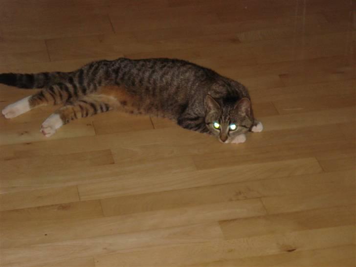 Huskat Misty - Hun er ude på ballade... billede 2