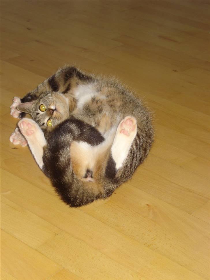 Huskat Misty billede 3