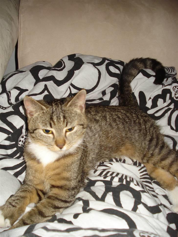 Huskat Misty billede 4