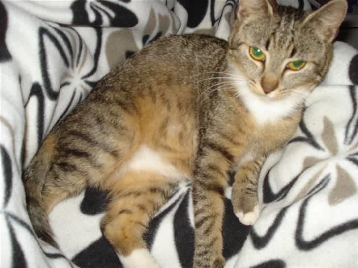 Huskat Misty - maven er lidt i vejen billede 5