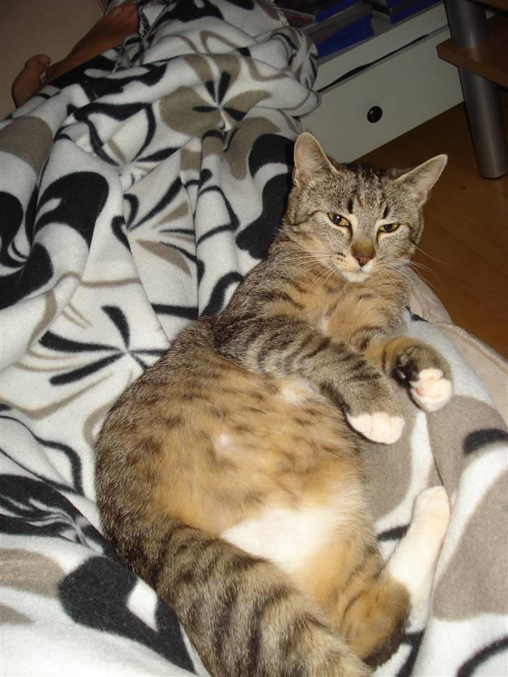 Huskat Misty - Gravid 09 billede 6