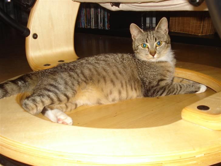 Huskat Misty billede 7