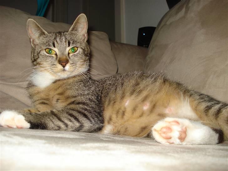 Huskat Misty - Idag d. 29-6-09 billede 8