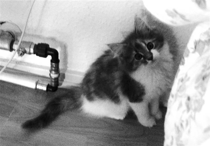 Maine Coon Molly - molly´s fjæs når hun ska se uskyldig ud efter a thave lavet ballade billede 5