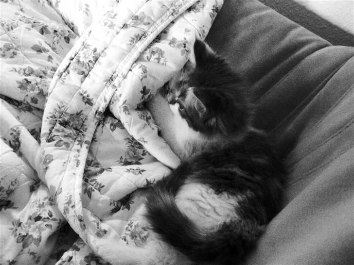 Maine Coon Molly billede 6