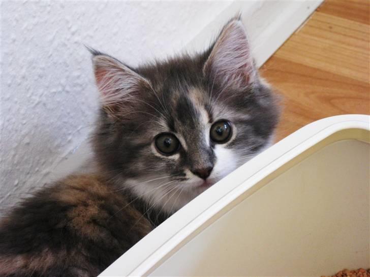 Maine Coon Molly - molly der gemmer sig bag sin bummelum-kasse billede 7