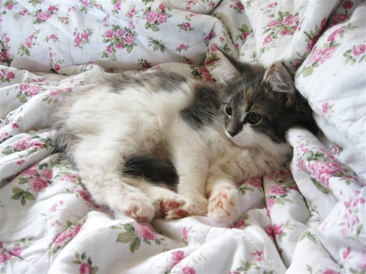 Maine Coon Molly billede 8