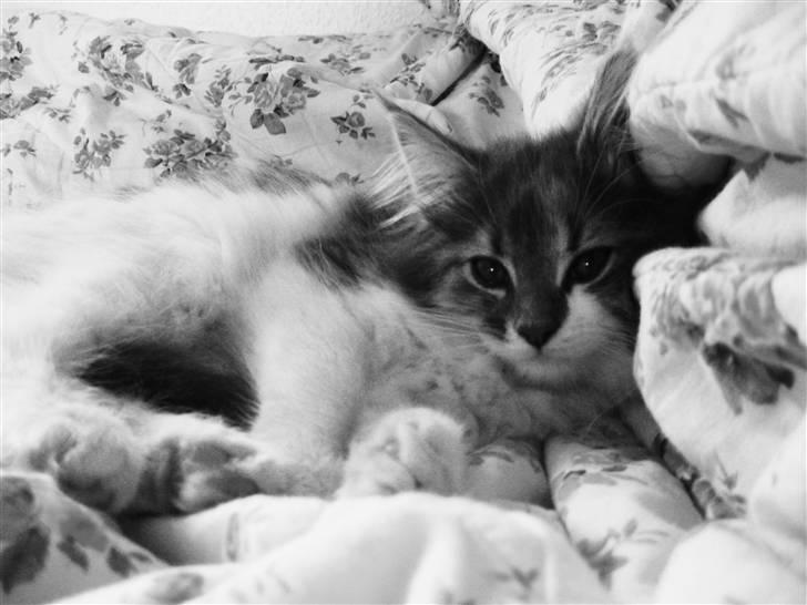 Maine Coon Molly - molly ca. 14 uger billede 9