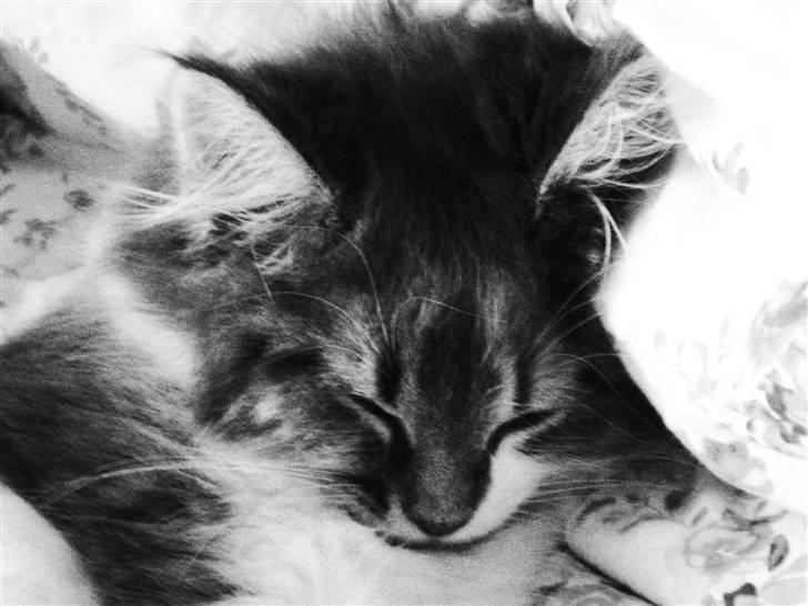 Maine Coon Molly - hun er da bare for cutte  billede 10