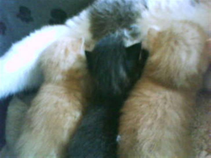 Huskat mikkel - maaaaaaaaaaaaaaaddddddddddddddd umhhhhhhh billede 2