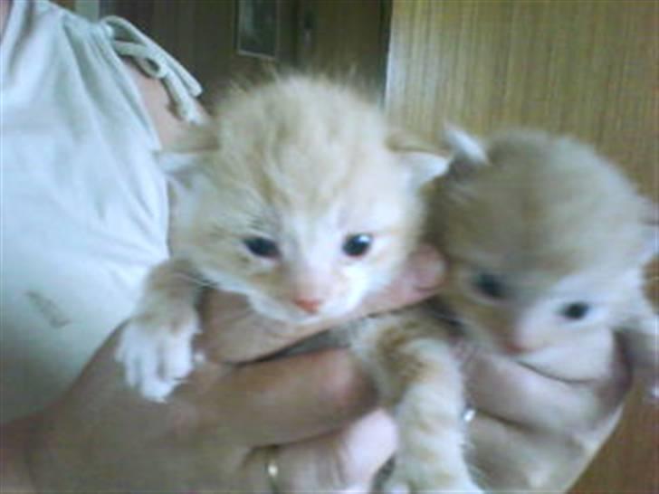 Huskat mikkel - hej bror skal vi lege billede 3