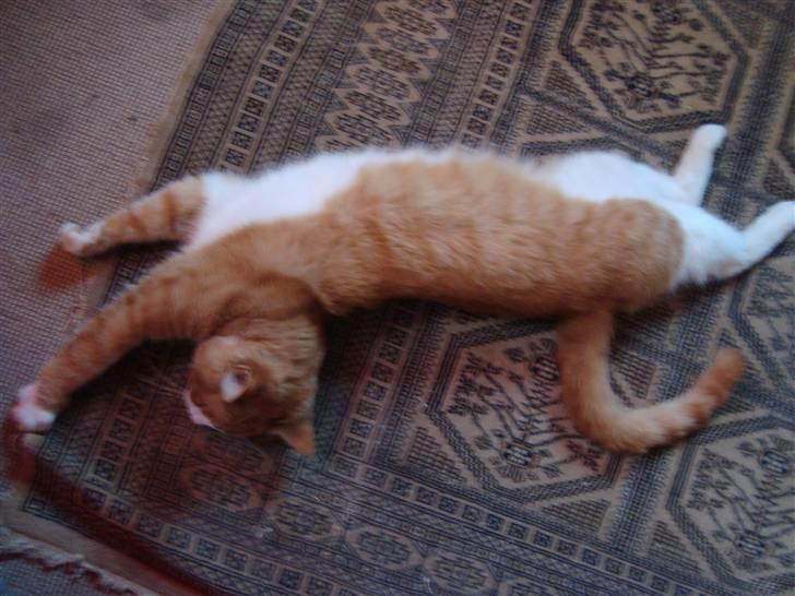 Huskat O'malley billede 10