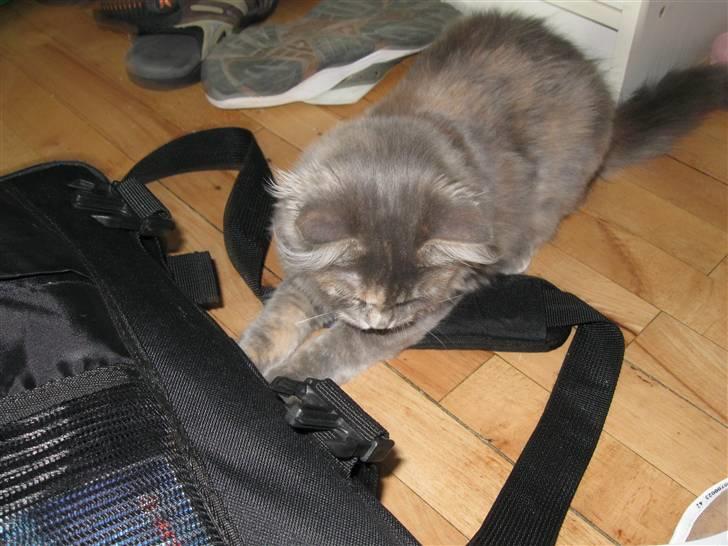 Blanding af racer Søvnig - Søvnig er stadig i fuld gang billede 2