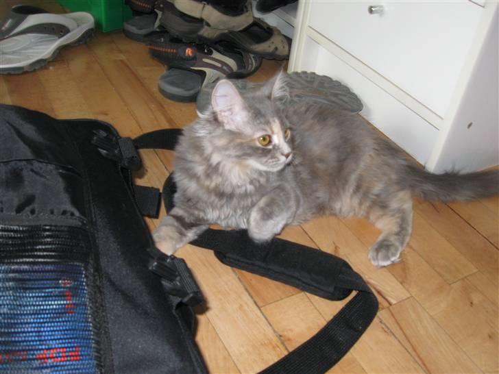 Blanding af racer Søvnig - Søvnig er stadig i fuld gang billede 4