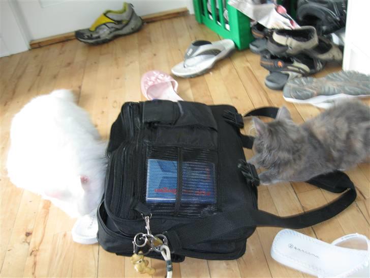 Blanding af racer Søvnig - Søvnig og Snowflakde billede 5