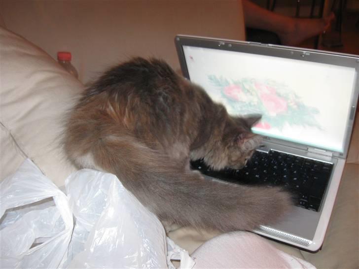 Blanding af racer Søvnig billede 6