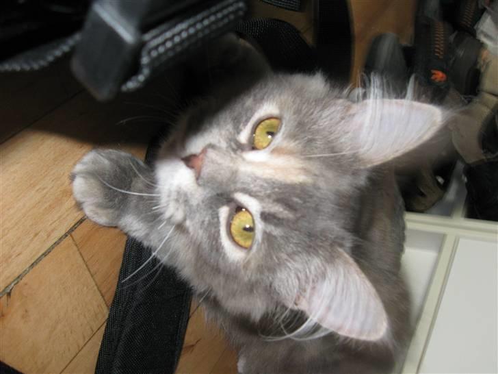 Blanding af racer Søvnig billede 7