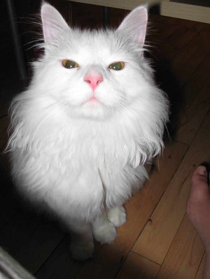 Maine Coon Snowflake - 7 mdr gammel billede 6