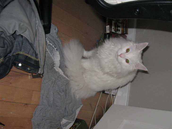 Maine Coon Snowflake - 7 mdr gammel billede 7