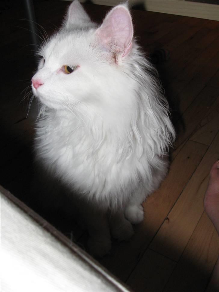 Maine Coon Snowflake - 7 mdr gammel billede 8