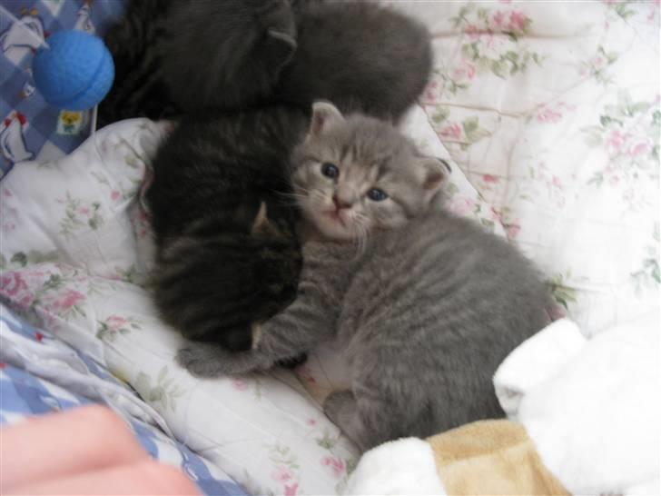 Blanding af racer Mathilde billede 1