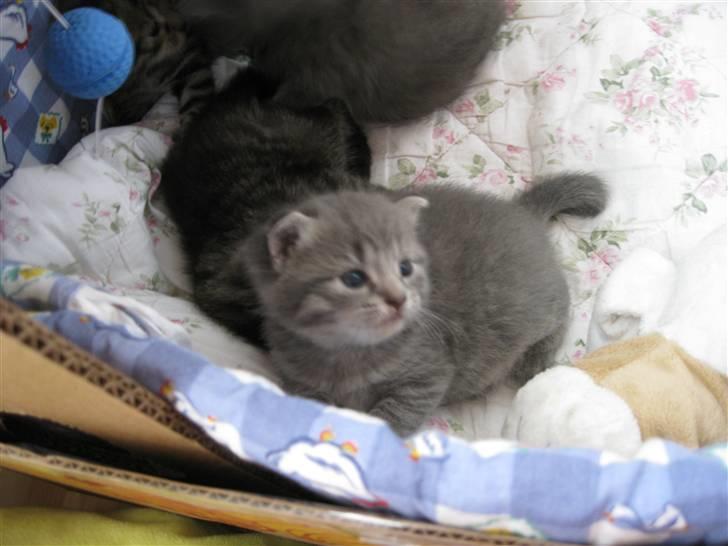 Blanding af racer Mathilde billede 2