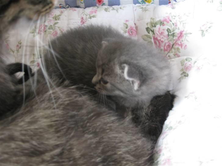 Blanding af racer Mathilde billede 3