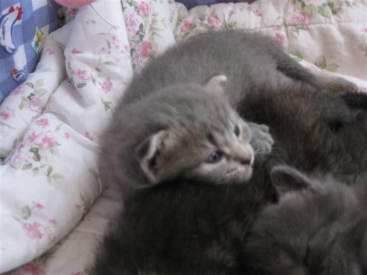 Blanding af racer Mathilde billede 4