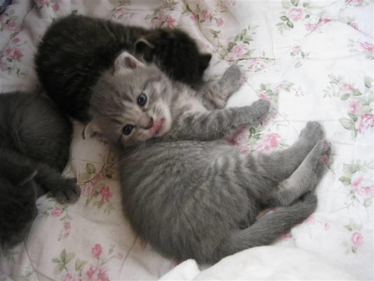 Blanding af racer Mathilde billede 5