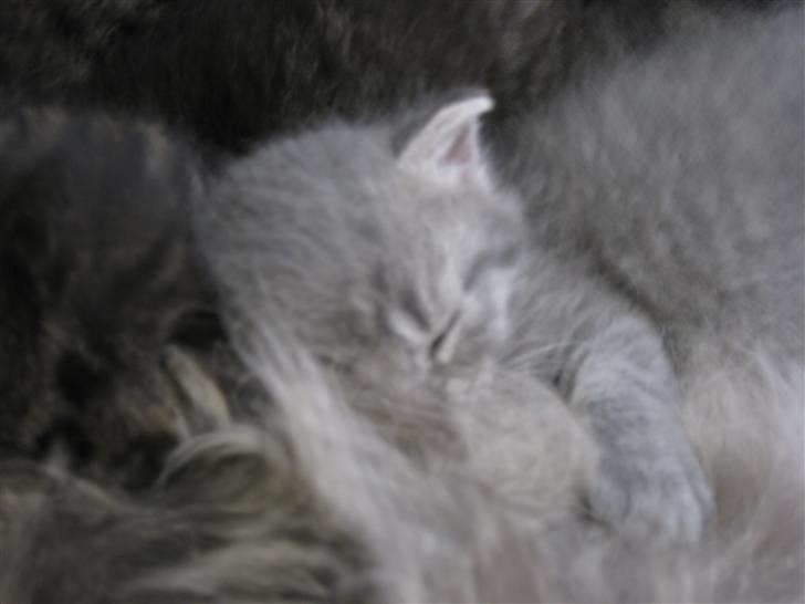 Blanding af racer Mathilde billede 6