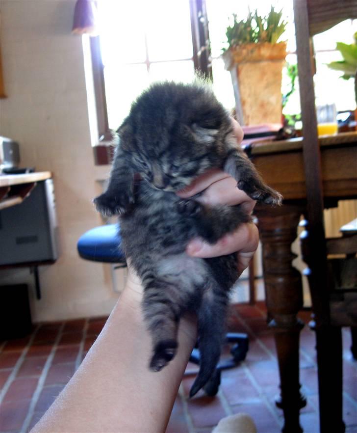 Blanding af racer tjalfe billede 7